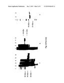 DEVICE FOR PERFORMING ELECTROPHORESIS PRODUCING MIRROR COPIES OF SEPARATED     PROTEINS BY USING THE SAME GEL AND THE SAME SAMPLES diagram and image