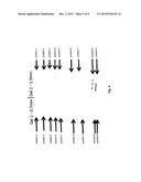 DEVICE FOR PERFORMING ELECTROPHORESIS PRODUCING MIRROR COPIES OF SEPARATED     PROTEINS BY USING THE SAME GEL AND THE SAME SAMPLES diagram and image