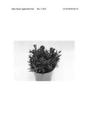 Dianthus plant named `KLEDG13160  diagram and image