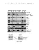 HEAT SHOCK PROTEIN (HSP) INHIBITION AND MONITORING EFFECTIVENESS THEREOF diagram and image