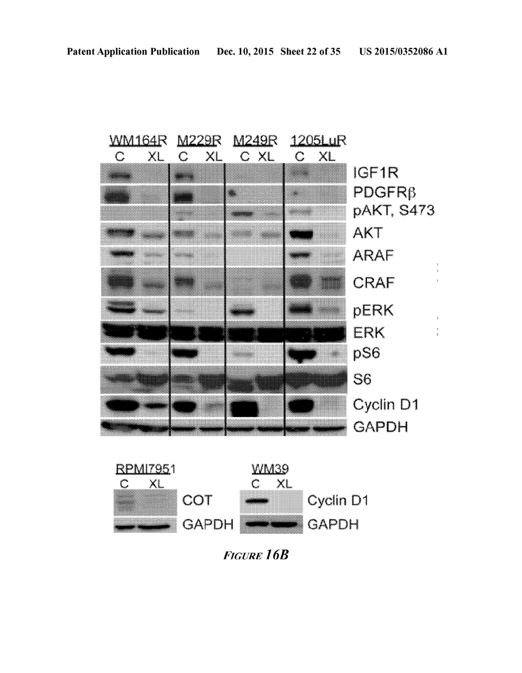 HEAT SHOCK PROTEIN (HSP) INHIBITION AND MONITORING EFFECTIVENESS THEREOF - diagram, schematic, and image 23