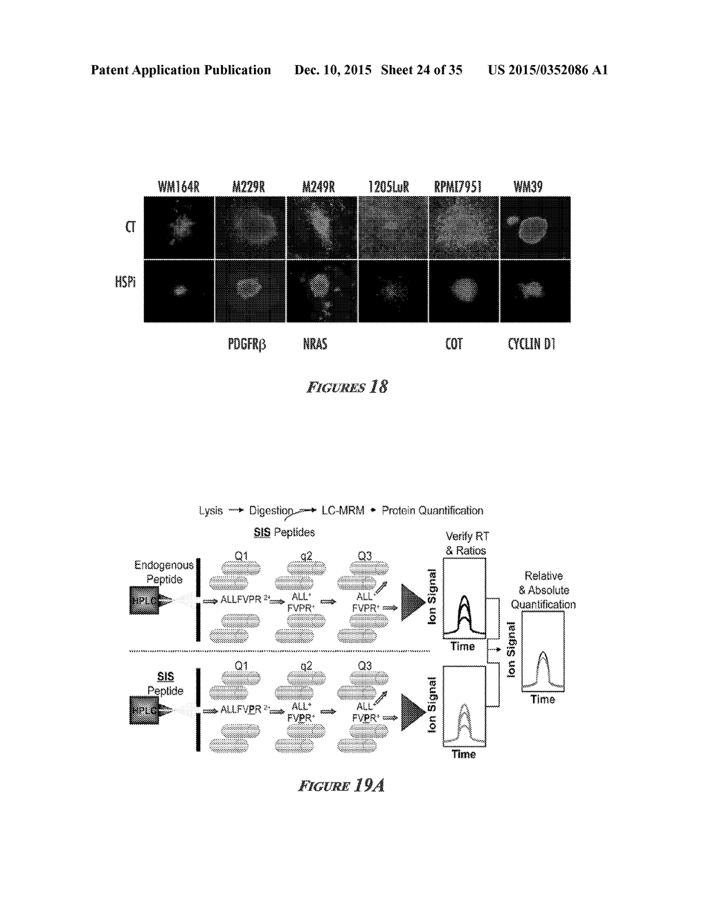 HEAT SHOCK PROTEIN (HSP) INHIBITION AND MONITORING EFFECTIVENESS THEREOF - diagram, schematic, and image 25