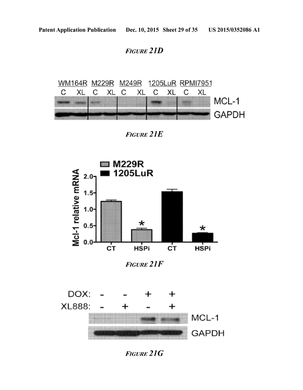 HEAT SHOCK PROTEIN (HSP) INHIBITION AND MONITORING EFFECTIVENESS THEREOF - diagram, schematic, and image 30