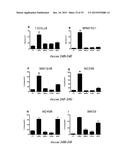 HEAT SHOCK PROTEIN (HSP) INHIBITION AND MONITORING EFFECTIVENESS THEREOF diagram and image