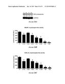 HEAT SHOCK PROTEIN (HSP) INHIBITION AND MONITORING EFFECTIVENESS THEREOF diagram and image