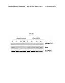 HDAC INHIBITOR AND BTK INHIBITOR COMBINATIONS diagram and image