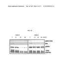 HDAC INHIBITOR AND BTK INHIBITOR COMBINATIONS diagram and image