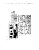 Wound Dressing Nanomesh Impregnated with Human Umbilical Cord Wharton s     Jelly Stem Cells diagram and image