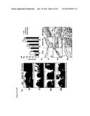 Wound Dressing Nanomesh Impregnated with Human Umbilical Cord Wharton s     Jelly Stem Cells diagram and image