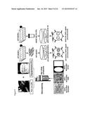 Wound Dressing Nanomesh Impregnated with Human Umbilical Cord Wharton s     Jelly Stem Cells diagram and image