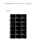 Wound Dressing Nanomesh Impregnated with Human Umbilical Cord Wharton s     Jelly Stem Cells diagram and image