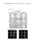 Wound Dressing Nanomesh Impregnated with Human Umbilical Cord Wharton s     Jelly Stem Cells diagram and image