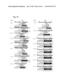 COMPOSITIONS AND METHODS INVOLVING ENDOGENOUS RETROVIRUS PROTEINS diagram and image