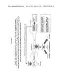 ACTIVATION OF THE ENDOGENOUS ILEAL BRAKE HORMONE PATHWAY FOR ORGAN     REGENERATION AND RELATED COMPOSITIONS, METHODS OF TREATMENT, DIAGNOSTICS,     AND REGULATORY SYSTEMS diagram and image