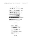 METHOD FOR TREATING PANCREATIC CANCER diagram and image