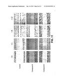 TITANOCENE-GOLD DERIVATIVES COMPRISING THIOLATO LIGANDS diagram and image