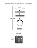 INFLUENZA VIRUS REASSORTMENT diagram and image