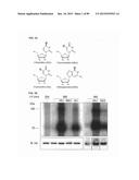 Method for Identifying RNA Segments Bound by RNA-Binding Proteins or     Ribonucleoprotein Complexes diagram and image