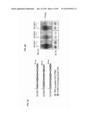 Method for Identifying RNA Segments Bound by RNA-Binding Proteins or     Ribonucleoprotein Complexes diagram and image