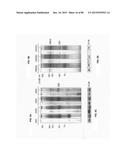 Method for Identifying RNA Segments Bound by RNA-Binding Proteins or     Ribonucleoprotein Complexes diagram and image