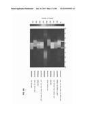 Method for Identifying RNA Segments Bound by RNA-Binding Proteins or     Ribonucleoprotein Complexes diagram and image