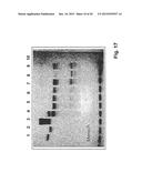 Compositions and Methods for Inhibiting Expression of a Target Gene diagram and image