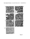 Compositions and Methods for Inhibiting Expression of a Target Gene diagram and image