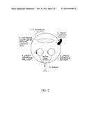 VECTORS FOR USE IN AN INDUCIBLE COEXPRESSION SYSTEM diagram and image