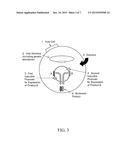 VECTORS FOR USE IN AN INDUCIBLE COEXPRESSION SYSTEM diagram and image