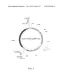 VECTORS FOR USE IN AN INDUCIBLE COEXPRESSION SYSTEM diagram and image