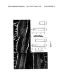 METHOD FOR MODULATING PLANT ROOT ARCHITECTURE diagram and image