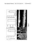 METHOD FOR MODULATING PLANT ROOT ARCHITECTURE diagram and image