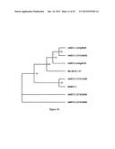 METHOD FOR MODULATING PLANT ROOT ARCHITECTURE diagram and image