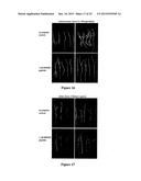 METHOD FOR MODULATING PLANT ROOT ARCHITECTURE diagram and image