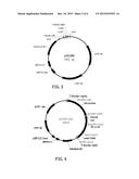 SYNTHETIC GLYPHOSATE-RESISTANT GENE AND USE THEREOF diagram and image