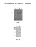 SYNTHETIC GLYPHOSATE-RESISTANT GENE AND USE THEREOF diagram and image