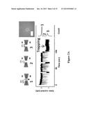 HYBRID NANOPORES AND USES THEREOF FOR DETECTION OF ANALYTES diagram and image