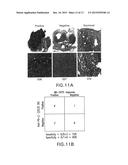 ANTIBODIES THAT BIND TO HUMAN PROGRAMMED DEATH LIGAND 1 (PD-L1) diagram and image