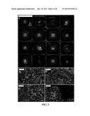 High Throughput Multichannel Fluorescence Microscopy with Microlens Arrays diagram and image