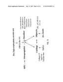 MULTIPOTENT ADULT STEM CELLS AND METHODS FOR ISOLATION diagram and image