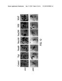 MULTIPOTENT ADULT STEM CELLS AND METHODS FOR ISOLATION diagram and image