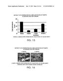 MULTIPOTENT ADULT STEM CELLS AND METHODS FOR ISOLATION diagram and image