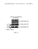 MULTIPOTENT ADULT STEM CELLS AND METHODS FOR ISOLATION diagram and image