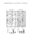 LIPIDS, LIPID COMPLEXES AND USE THEREOF diagram and image