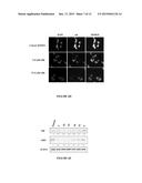 ANDROGEN RECEPTOR DOWN-REGULATING AGENTS AND USES THEREOF diagram and image
