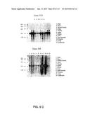 NUCLEOTIDE AND AMINO ACID SEQUENCES RELATING TO RESPIRATORY DISEASES AND     OBESITY diagram and image