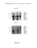 NUCLEOTIDE AND AMINO ACID SEQUENCES RELATING TO RESPIRATORY DISEASES AND     OBESITY diagram and image