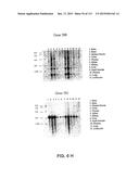 NUCLEOTIDE AND AMINO ACID SEQUENCES RELATING TO RESPIRATORY DISEASES AND     OBESITY diagram and image