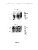 NUCLEOTIDE AND AMINO ACID SEQUENCES RELATING TO RESPIRATORY DISEASES AND     OBESITY diagram and image