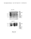 NUCLEOTIDE AND AMINO ACID SEQUENCES RELATING TO RESPIRATORY DISEASES AND     OBESITY diagram and image